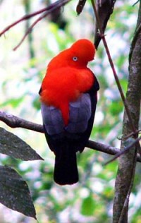 Cock-of-the-rock