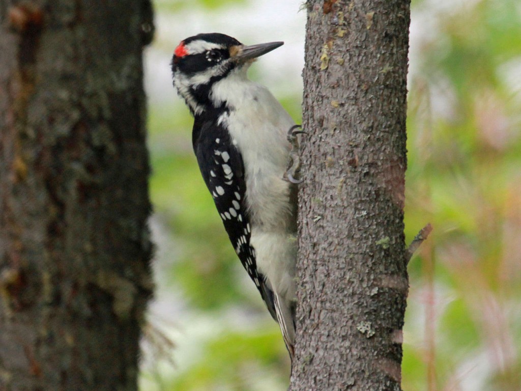 Hairy Woodpecker