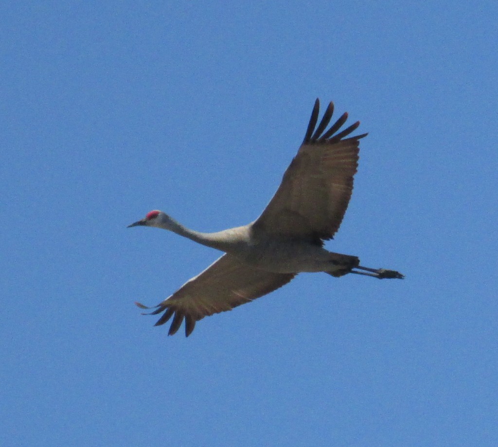 Sandhill Crane