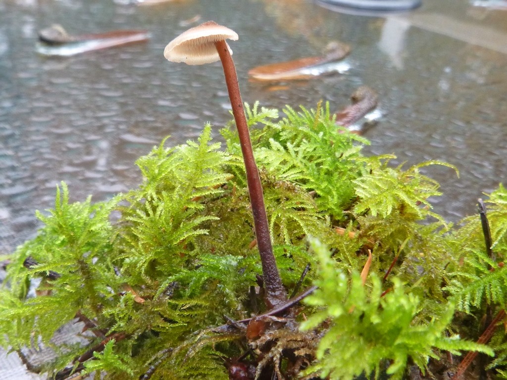 Aursicalpium vulgare (earpick fungus)