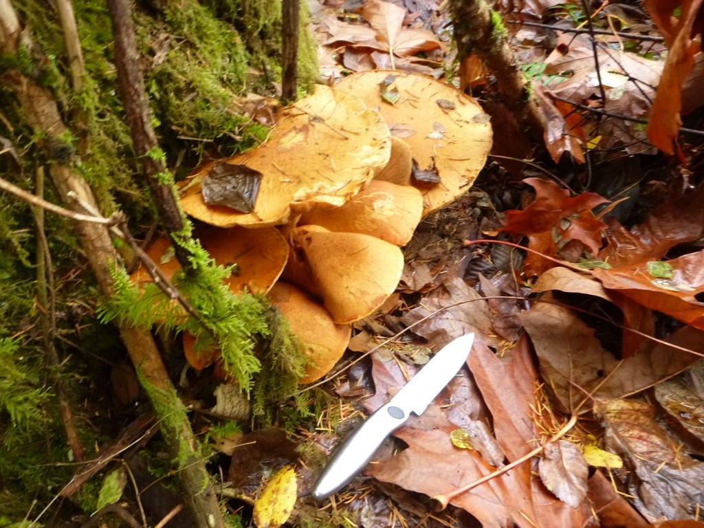Gymnopilus ventricosus ( big laughing Jim) 