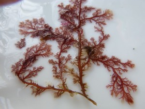 Microcladia coulteri delicate sea lace 