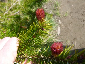 Douglas fir cone