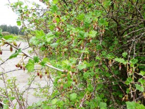 wild black gooseberry (Ribes divaricatum)