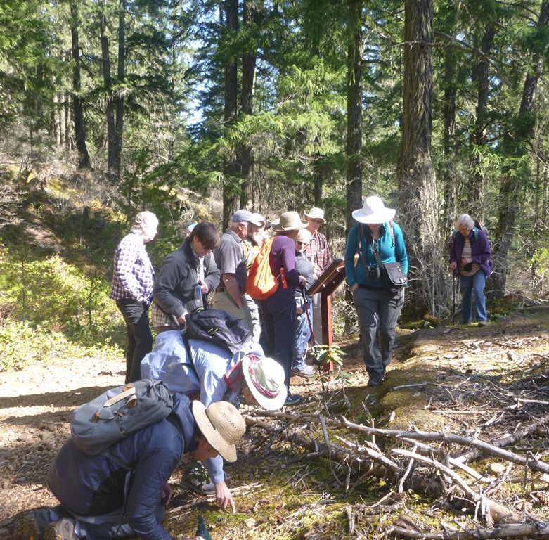 Botany Group Report April 1st Outing to the Comox Lake Bluffs Ecological Reserve Comox Botany Group Report April 1st Outing to the Comox Lake Bluffs Ecological Reserve Comox