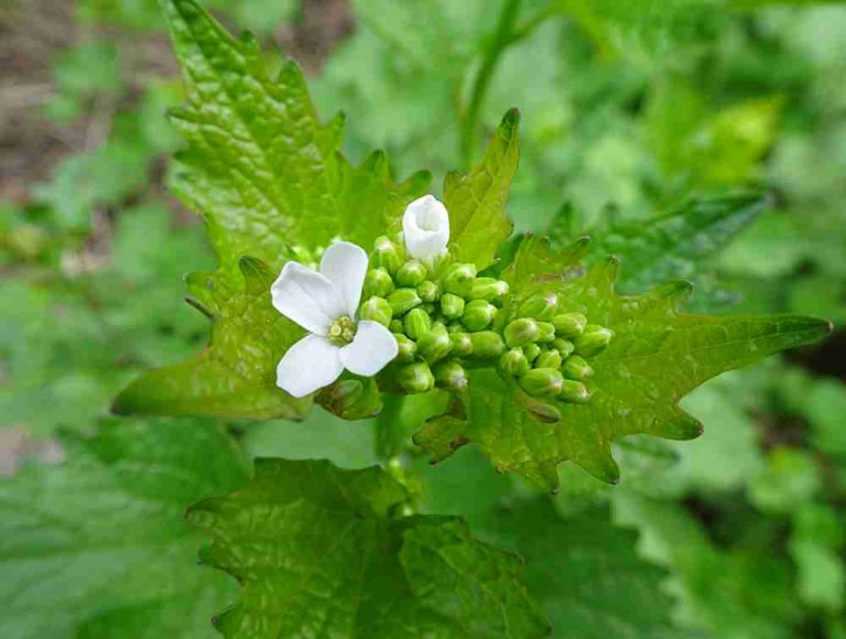 Invasive plant Garlic mustard (Alliaria petiolata) Comox Valley Valley Nature