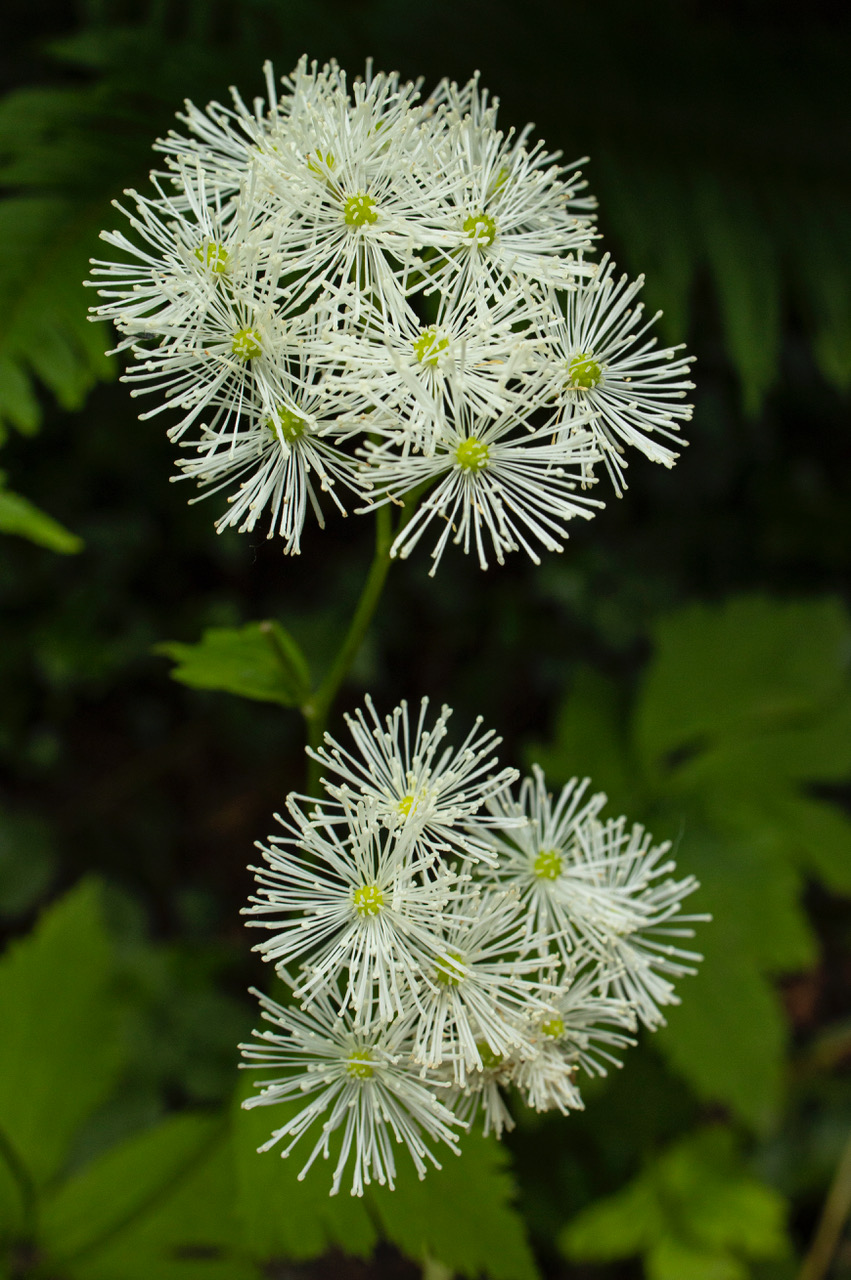 Rare Denman Island fern, and more - Comox Valley NatureComox Valley Nature