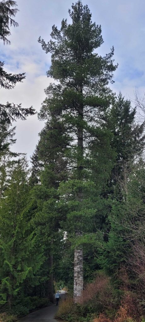 Western White Pine